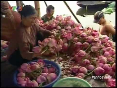 Hoa sen trong tâm thức người Việt