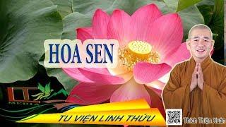 Hoa sen trên tay Phật - Thầy Thích Thiện Xuân giảng tại chùa Thiên Chánh